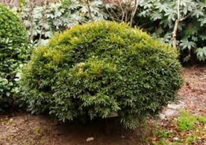 毛果黃楊 毛果黃楊