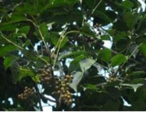 波緣大參（原變種）