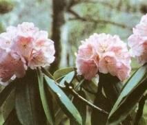 紫斑杜鵑 紫斑杜鵑