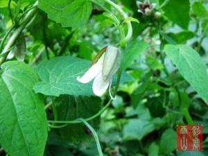 大花金錢豹 大花金錢豹