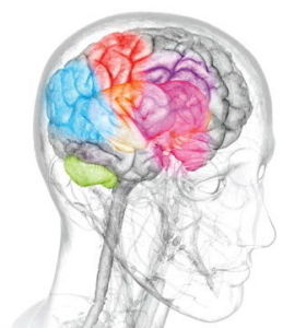揭密獲勝背後的科學 睪丸激素功不可沒