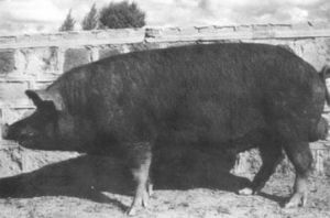 烏蘭哈達豬 烏蘭哈達豬