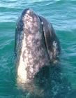 灰鯨