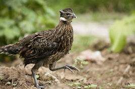 勺雞陝西亞種 勺雞陝西亞種