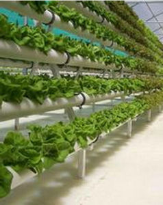 植物工廠 植物工廠