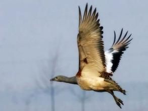 孟加拉鴇 孟加拉鴇