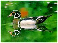 美洲鴛鴦 美洲鴛鴦