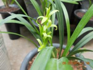 翠玉牡丹建蘭 翠玉牡丹建蘭