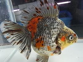 三色琉金 三色琉金