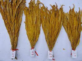 涼山清甜香烤菸 涼山清甜香烤菸