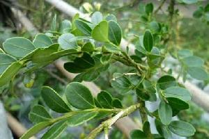 雲台山[湖南省安化縣雲台山]