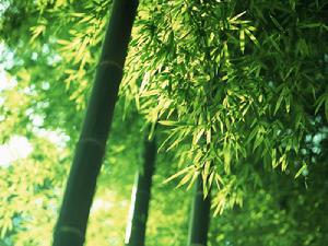 波柄玉山竹 波柄玉山竹