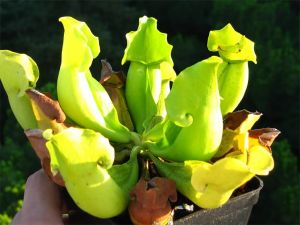 異形葉紫瓶子草