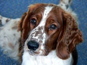 威爾斯激飛獵犬