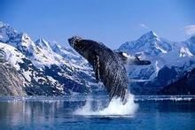 冰川灣國家公園 冰川灣國家公園