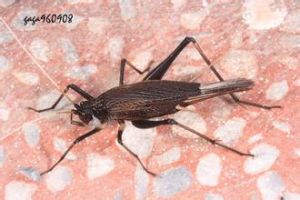 日本鍾蟋 日本鍾蟋