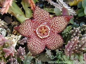 雜色豹皮花 雜色豹皮花