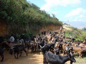 （圖）山羊養殖
