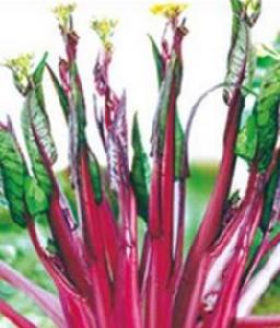 湘紅快馬 湘紅快馬