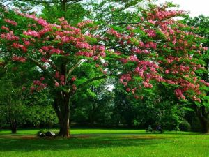中國科學院西雙版納熱帶植物園
