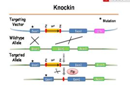 基因敲入 基因敲入