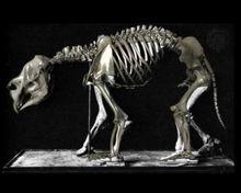 雙門齒獸骨骼標本