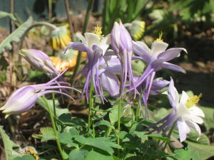 唐古特烏頭 唐古特烏頭