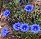 匙萼龍膽 匙萼龍膽