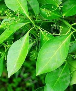 具瘤西南水蘇 具瘤西南水蘇