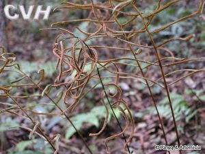 矛葉瘤蕨 矛葉瘤蕨