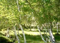 克孜哈英紅樺林 克孜哈英紅樺林