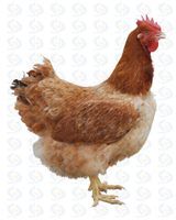 安卡紅雞 安卡紅雞