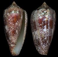 絲襪芋螺 絲襪芋螺