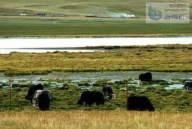 隆寶灘自然保護區濕地