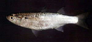 長鰭莫鯔 長鰭莫鯔