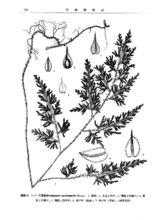 江南卷柏[江南卷柏]