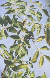 白骨苦楝 白骨苦楝