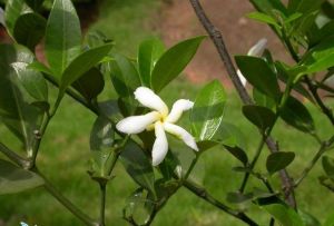 海南狗牙花 海南狗牙花
