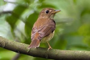 白喉林鶲 白喉林鶲
