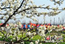 威縣梨花節