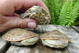 阿根廷側頸龜 阿根廷側頸龜