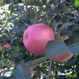 鹽源蘋果 鹽源蘋果