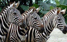 韋恩堡兒童動物園 韋恩堡兒童動物園