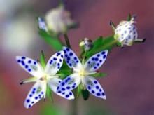 卵葉獐牙菜 卵葉獐牙菜