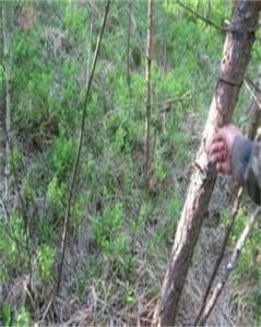 寶興糙蘇 寶興糙蘇