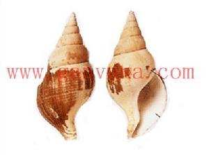 苗條峨螺 苗條峨螺