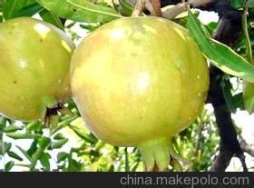 大馬牙甜石榴 大馬牙甜石榴