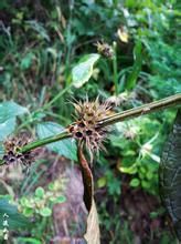 白花地蠶 白花地蠶