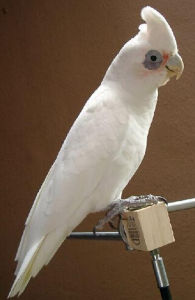 裸眼鳳頭鸚鵡 裸眼鳳頭鸚鵡