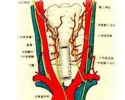 產後腺垂體功能減退症 產後腺垂體功能減退症